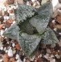 Хавортия вектор (Haworthia vector, ハオルチア　ベクター)